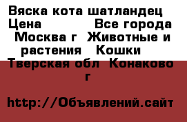 Вяска кота шатландец › Цена ­ 1 000 - Все города, Москва г. Животные и растения » Кошки   . Тверская обл.,Конаково г.